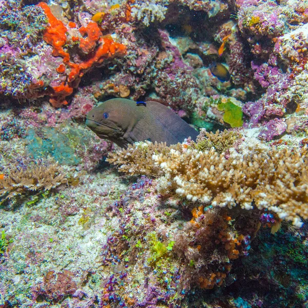 Морей-Угорь на тропическом коралловом рифе, Мальдивы — стоковое фото