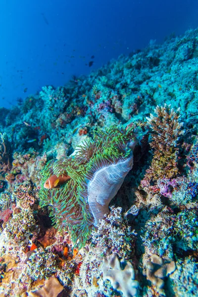 Par de peces payaso cerca de Anemone —  Fotos de Stock