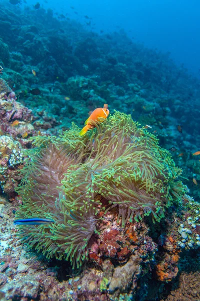 Pair of Clown Fishes near Anemone — Stock Photo, Image