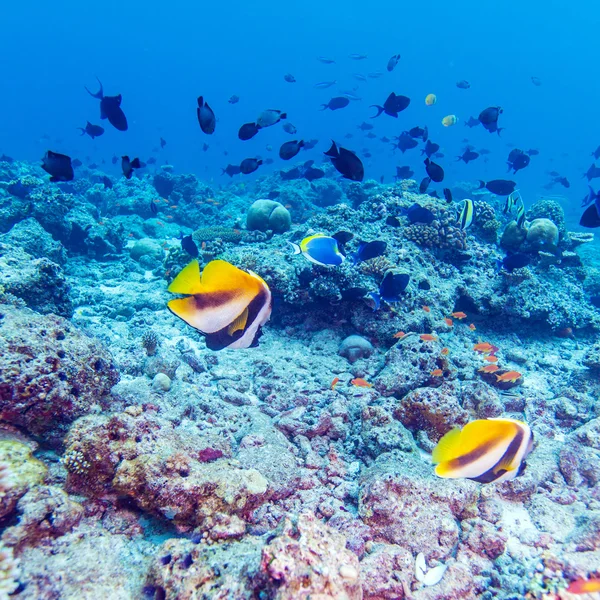 Pair of Banner Fishes near Coral, Maldives — Stock Photo, Image