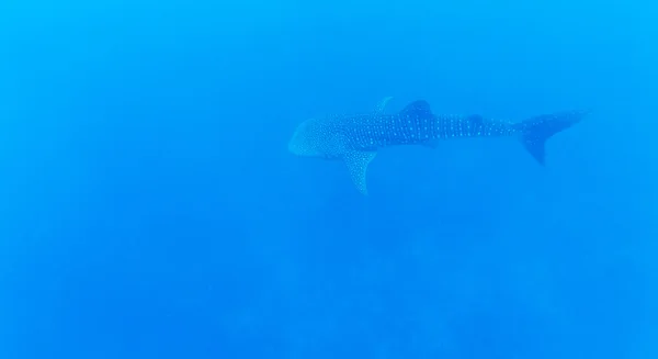 Valhaj (rhincodon typus), Maldiverna — Stockfoto