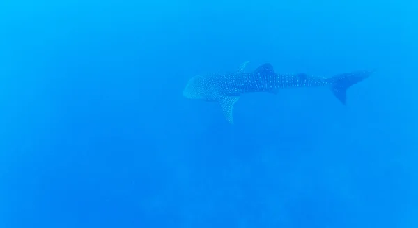 Tiburón ballena (Rhincodon typus), Maldivas — Foto de Stock