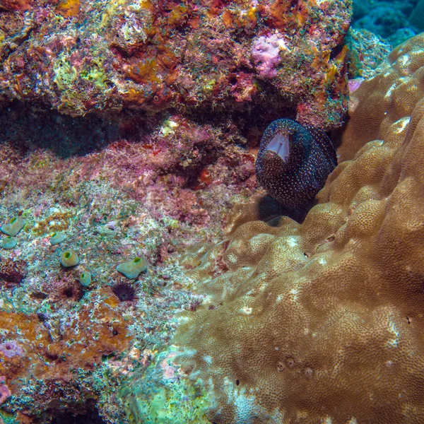 Moray Eel in Tropical Coral Reef, Maldives — Stock Photo, Image