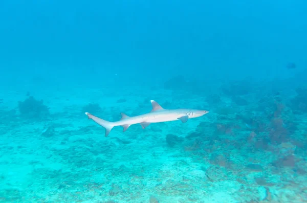 Whitetip Reef Shark near Coral Bottom — Stock Photo, Image