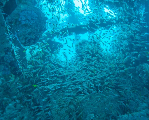 School of Glass Fish inside Shipwreck — Stock Photo, Image