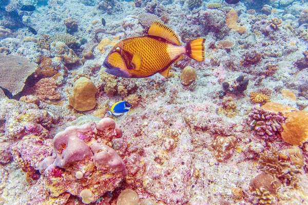 Nagy Trigger halak, korallok, Maldív-szigetek közelében — Stock Fotó