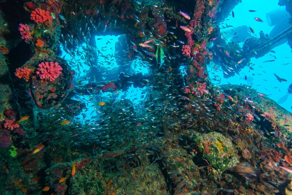 School of Glass Fish inside Shipwreck — Stock Photo, Image