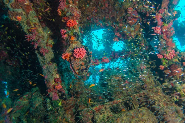 School of Glass Fish inside Shipwreck — Stock Photo, Image