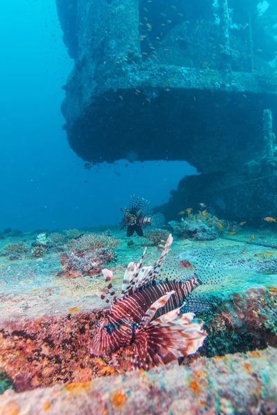 難破船近く危険なライオンの魚 — ストック写真