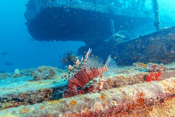 Dangerous Lion Fish near Shipwreck — Stock Photo, Image