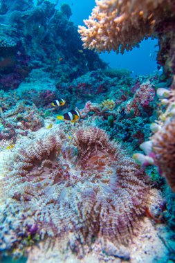 Sarıkuyruk palyaço balık deniz Anemone ile