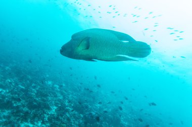 Napoleon balık, Humphead wrasse (Cheilinus undulatus) 