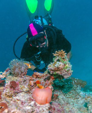 büyük mor anemone ve scuba diver