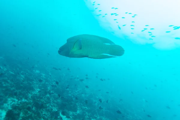 ナポレオン魚、メガネモチノウオ (Cheilinus 雲) — ストック写真