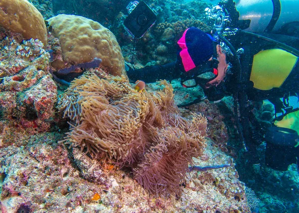 Büyük mor anemone ve scuba diver — Stok fotoğraf