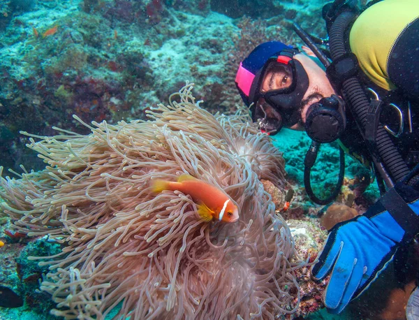 Duży fioletowy Anemon i scuba diver — Zdjęcie stockowe