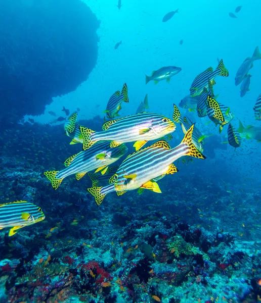 Oriental tatlı (Plectorhinchus vittatus) — Stok fotoğraf