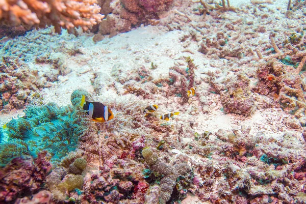 Yellowtail Clown Fish with Sea Anemone — Stock Photo, Image