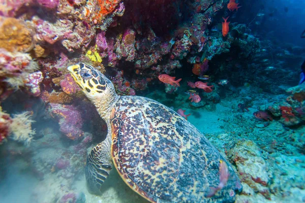 The Hawksbill Turtle (Eretmochelys imbricata) рядом с Кораллами — стоковое фото