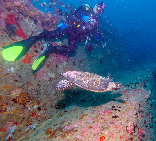 La tortuga carey (Eretmochelys imbricata) cerca de Corales — Foto de Stock