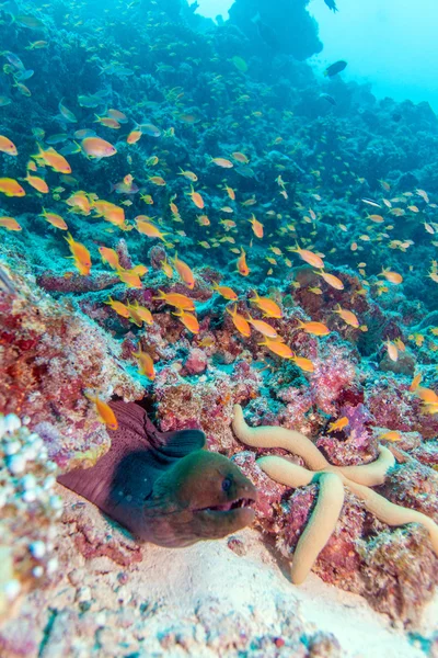 Морей-Угорь на тропическом коралловом рифе, Мальдивы — стоковое фото