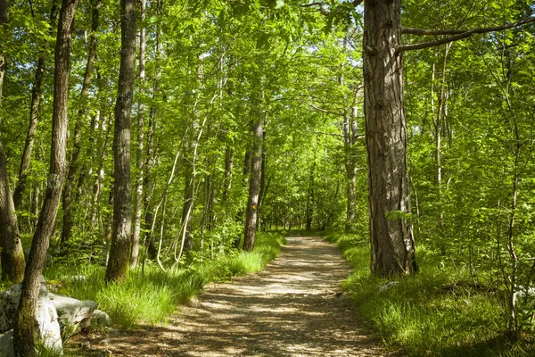 Caminho na bela floresta verde — Fotografia de Stock