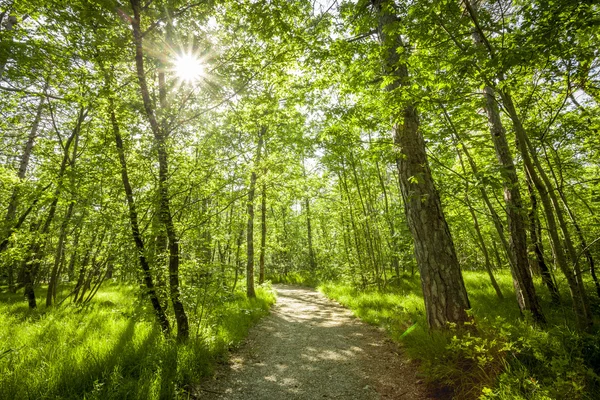 Шлях у красивому зеленому лісі — стокове фото