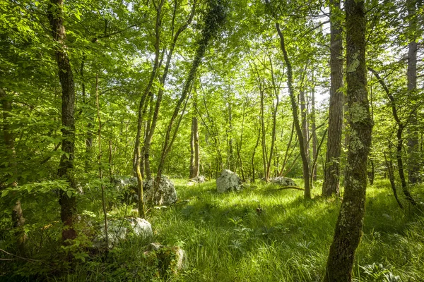 Floresta verde no verão — Fotografia de Stock