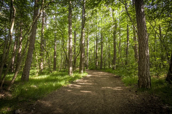 Pfad im schönen grünen Wald — Stockfoto