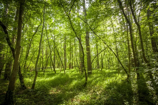 Zelený les v létě — Stock fotografie