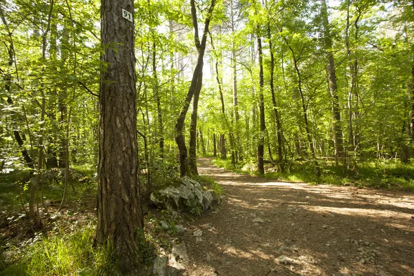 Path in beautiful green forest — Stock Photo, Image