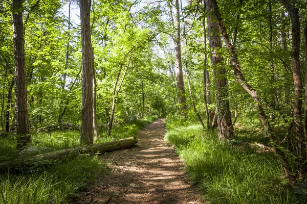 Sentiero nella bellissima foresta verde — Foto Stock