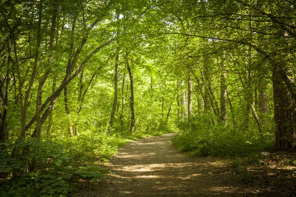 Sentiero nella bellissima foresta verde — Foto Stock