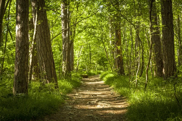 Cesta v krásném zeleném lese — Stock fotografie