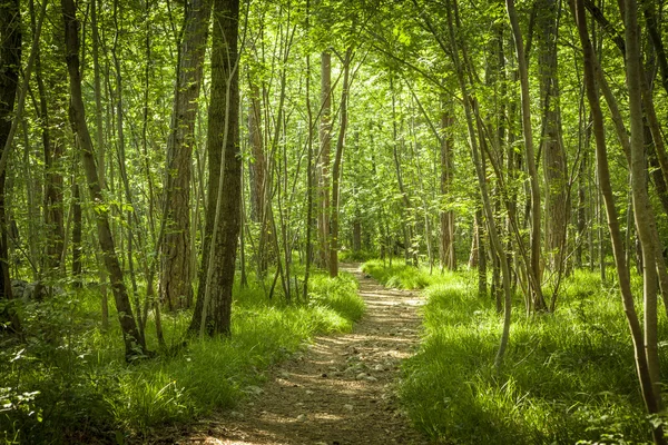 Caminho na bela floresta verde — Fotografia de Stock