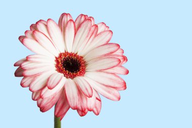 pembe gerbera çiçek