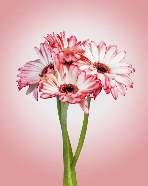 Gerbera rose Fleurs — Photo