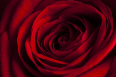 güzel kırmızı gül