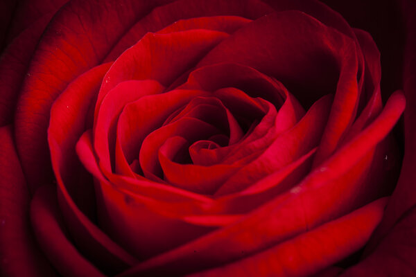 Beautiful red rose macro shot close up