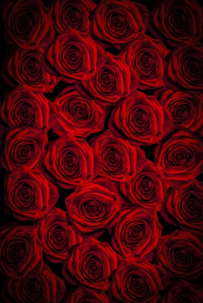 Röda rosor bakgrund — Stockfoto