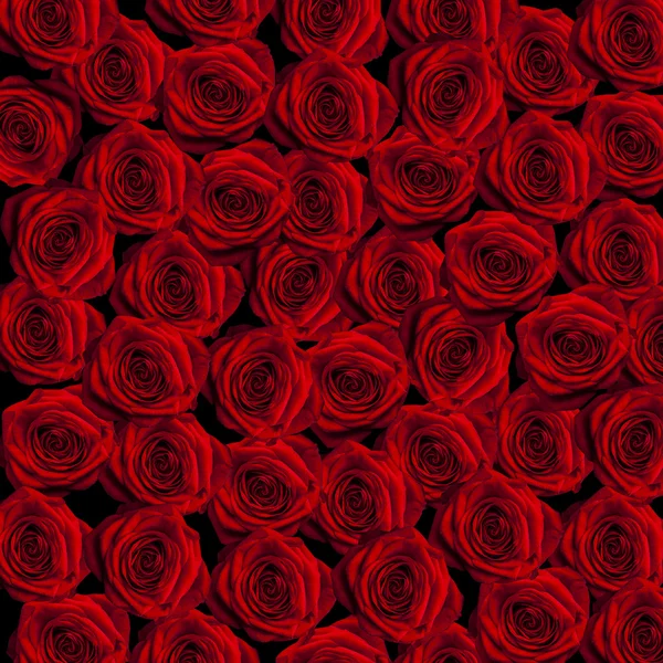 Vermelho rosas fundo — Fotografia de Stock