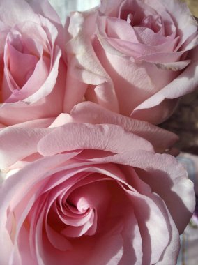 Üç güzel açık pembe gülün, yakın plan yapraklı arkaplanı.. 