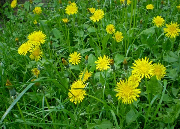 Güzel sarı karahindiba çiçekleri baharda ya da yazın başında parlak yeşil otların arka planında.
