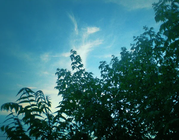 Parlak mavi gökyüzüne karşı yeşil yaprakları Bush'larda çalılıkları vardır.