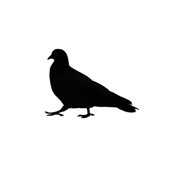 สีลูเอทของนกพิราบ — ภาพถ่ายสต็อก