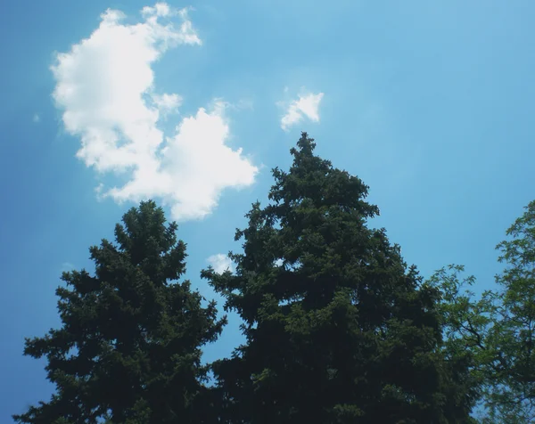 Mavi gökyüzüne karşı grup kürk-ağaçlar ve diğer ağaçlar yetişir. Gökyüzünde beyaz bulutlar vardır.