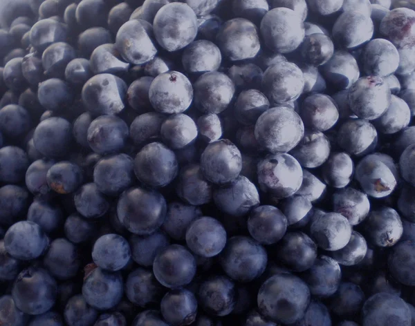 Bær av mørkeblå druer – stockfoto