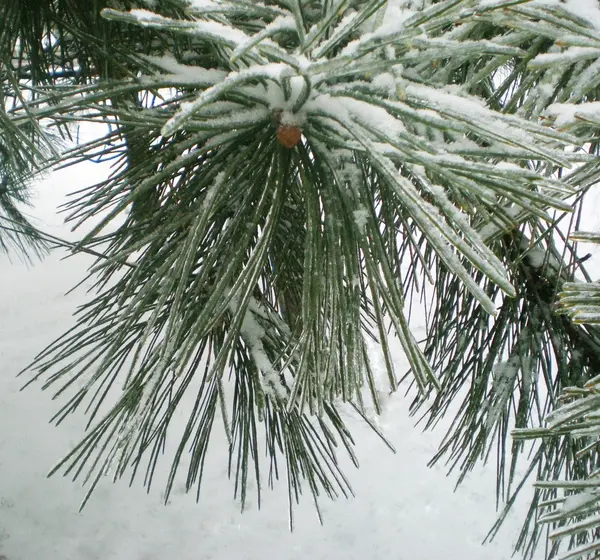 冬の背景に松の枝があります 松の葉が雪で覆われています — ストック写真
