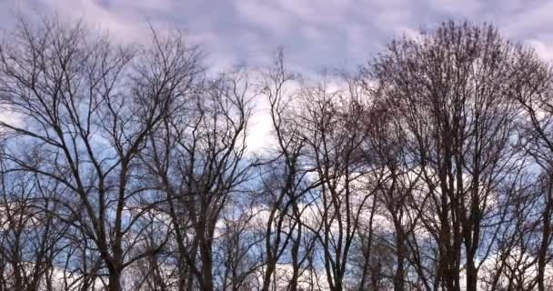 Árboles soplando en el viento — Vídeos de Stock