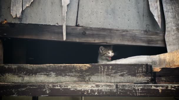 无家可归的小猫的叫声来吸引注意力 — 图库视频影像